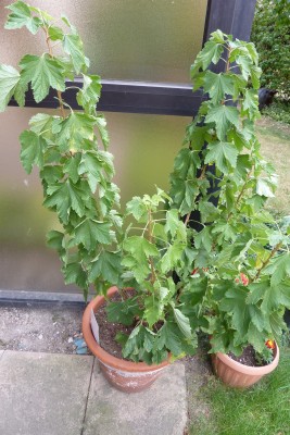 Johannisbeerstrauch (1).JPG