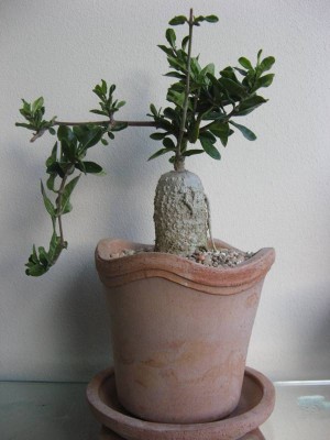 Focke edulis.JPG