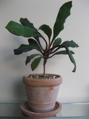 Euphorbia leuconeura 02.JPG