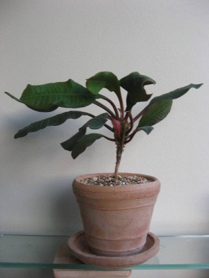 Euphorbia leuconeura 01.JPG