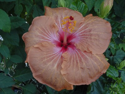 DSC03118 Mattiacis Indian Spirit.jpg