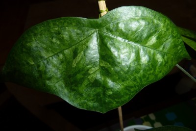 Manta (2).JPG