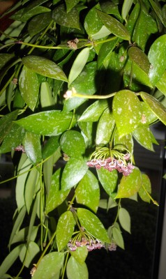 Kopie von bilderbuch 313.jpg