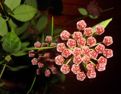 Kopie von bilderbuch 309.jpg