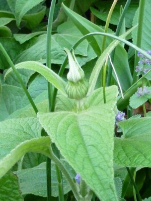 20120516 041 - Kopie (480x640).jpg