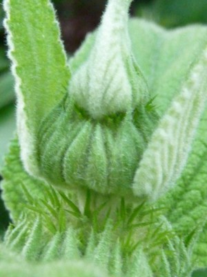 20120516 047 - Kopie (480x640).jpg