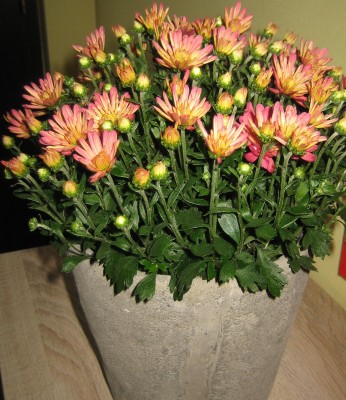 Geen  8 160.jpg