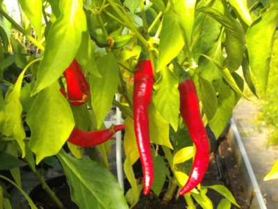 Cayenne.JPG