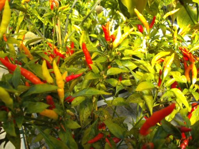 Habanero Vietnom 1.JPG