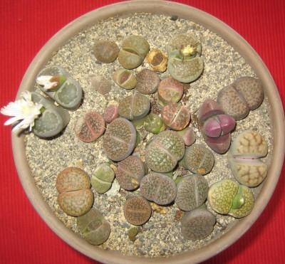 Lithops-Blüten.jpg