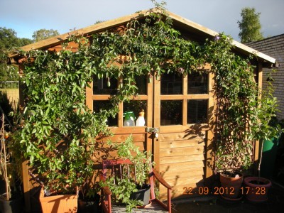 Passiflora 20120922 DSCN9201.JPG