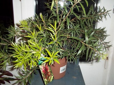 100_1271.JPG