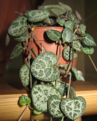 Ceropegia-woodii.jpg