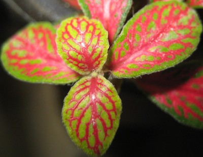 Fittonia-verschaffeltii.jpg
