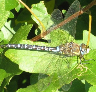 Libelle in blue.jpg