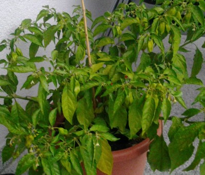 20120831_184710-1.jpg