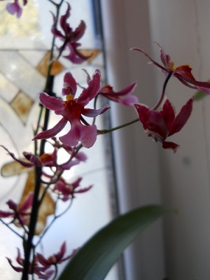 Oncidium Sharry Baby.jpg