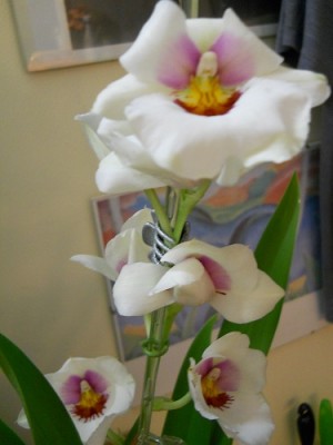 Miltonia - unbekannt.jpg