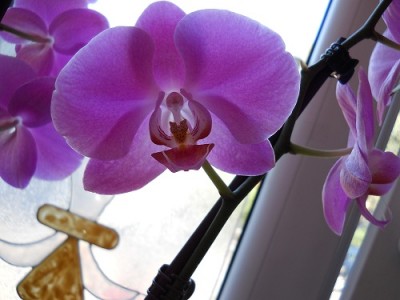 Phalaenopsis Hybride - XL Aphrodite.jpg