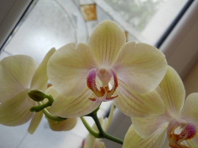 Phalaenopsis Hybride - Golden Beauty.jpg