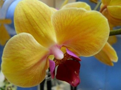 Phalaenopsis Hybride - Exotic Fire.jpg