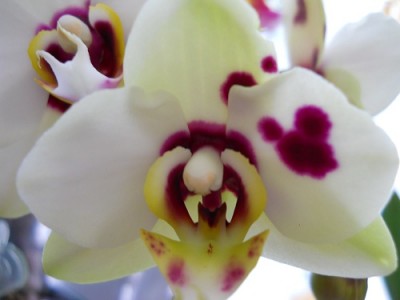 Phalaenopsis - Bilbao.jpg
