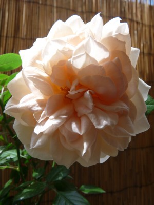 Rose 3.jpg