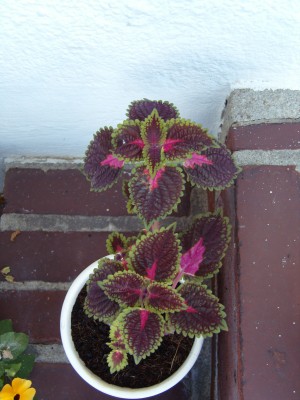 S1030127.JPG