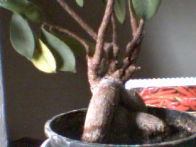 Picture 8.jpg