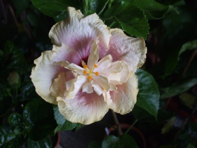 Millenium Superstar.JPG