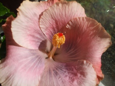 M.Crystal Lavender.JPG