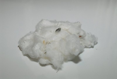 dsc_8081_Ernte.jpg