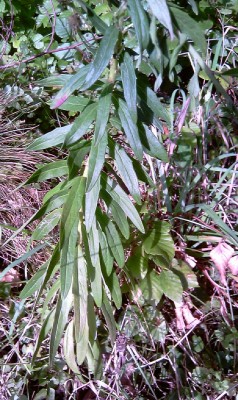 GelbeAsteraceae2.jpg