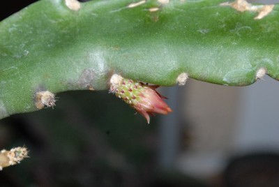 Epiphyllum 090yy.jpg