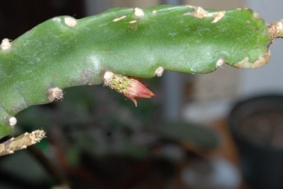 Epiphyllum 089yy.jpg