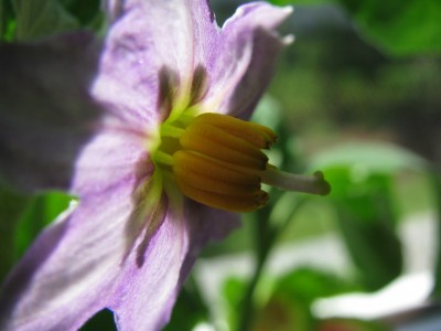 Eierbaum Blüte makro.jpg