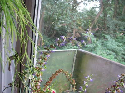 Coleus Blütentrieb.jpg