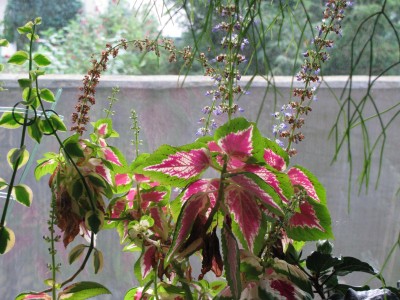 Coleus blumei Wizard Rose.jpg
