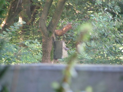 Kleiber am Nistkasten.jpg