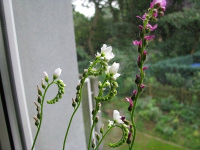 Drosera Blüten.jpg
