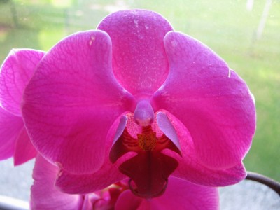 Phlops violett.jpg