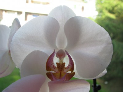 Phlops weiß.jpg