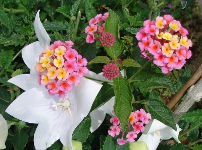 DSC04042 - Kopie.jpg