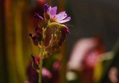 dsc_2442_Sonnentau_c_Blueten.jpg