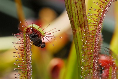 dsc_2330_D_capensis_Beute.jpg