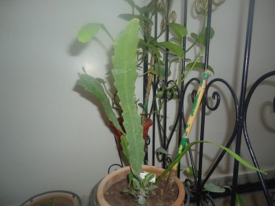 DSC04055 (800x600).jpg