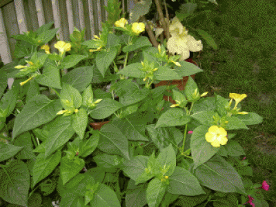 blümchen.gif