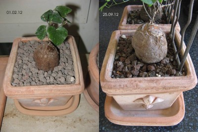 Dioscorea Entwicklung.jpg