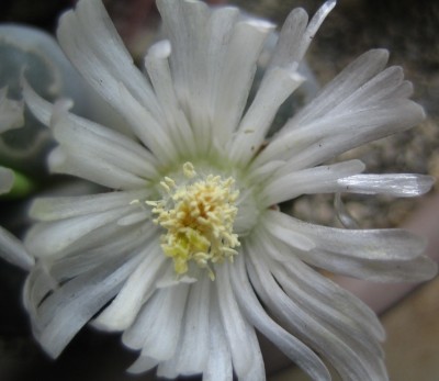 lebende Steine Lithops 092.jpg