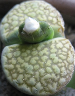 lebende Steine Lithops 093.jpg